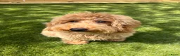 Poochon dogs for sale: Beautiful 6 month old Poochon for rehoming - Advert 3