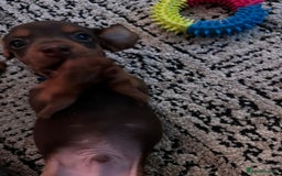 Miniature Dachshund dogs for sale: mini dachshund puppies - Image 10