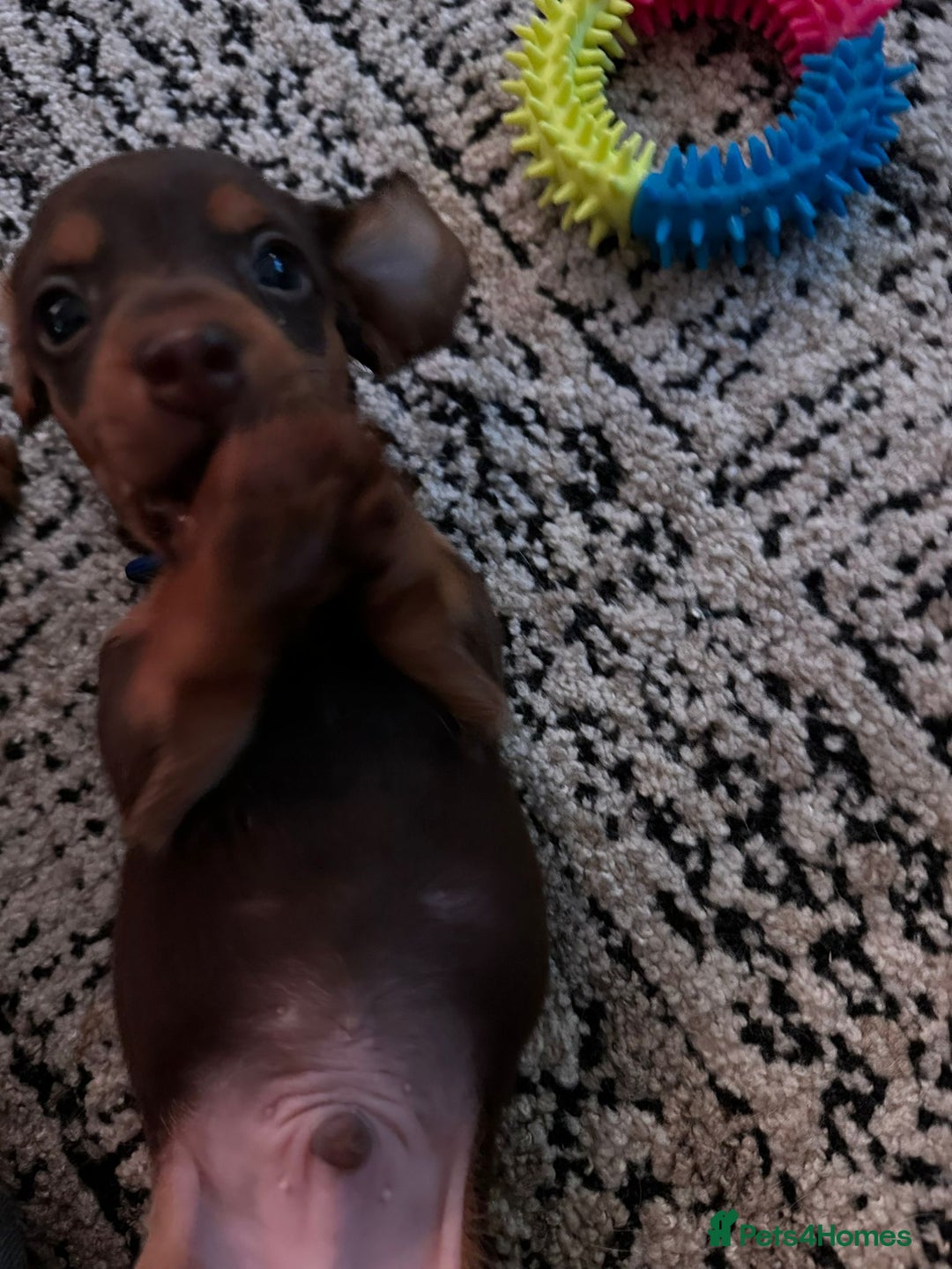 Miniature Dachshund dogs for sale: mini dachshund puppies - Image 10