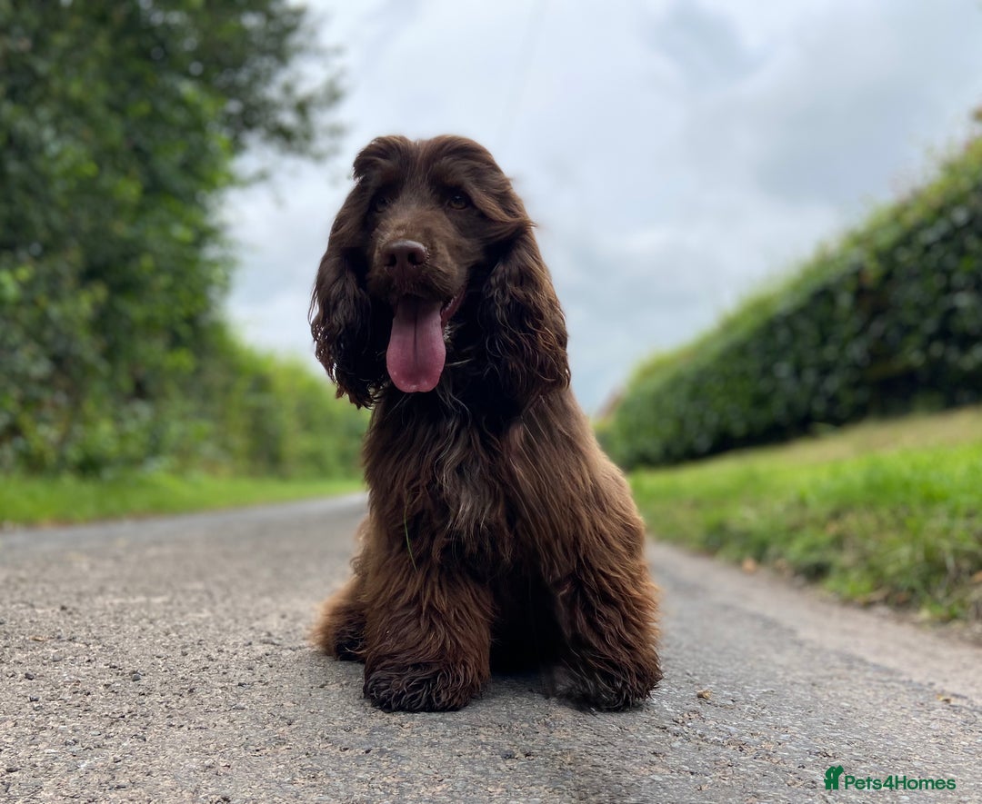 Cocker Spaniel dogs for stud: Gorgeous Health Tested Show Cocker Stud  - Advert 3