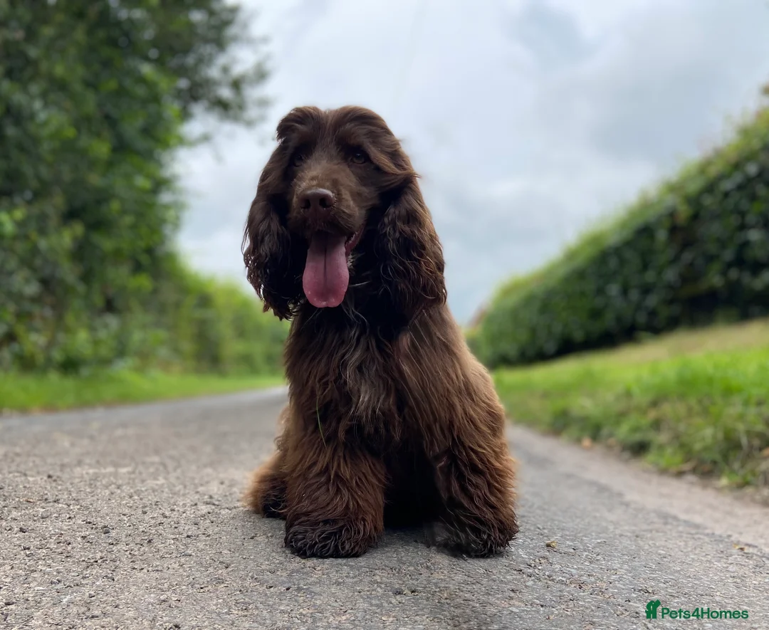Cocker Spaniel dogs for stud: Gorgeous Health Tested Show Cocker Stud  - Advert 2