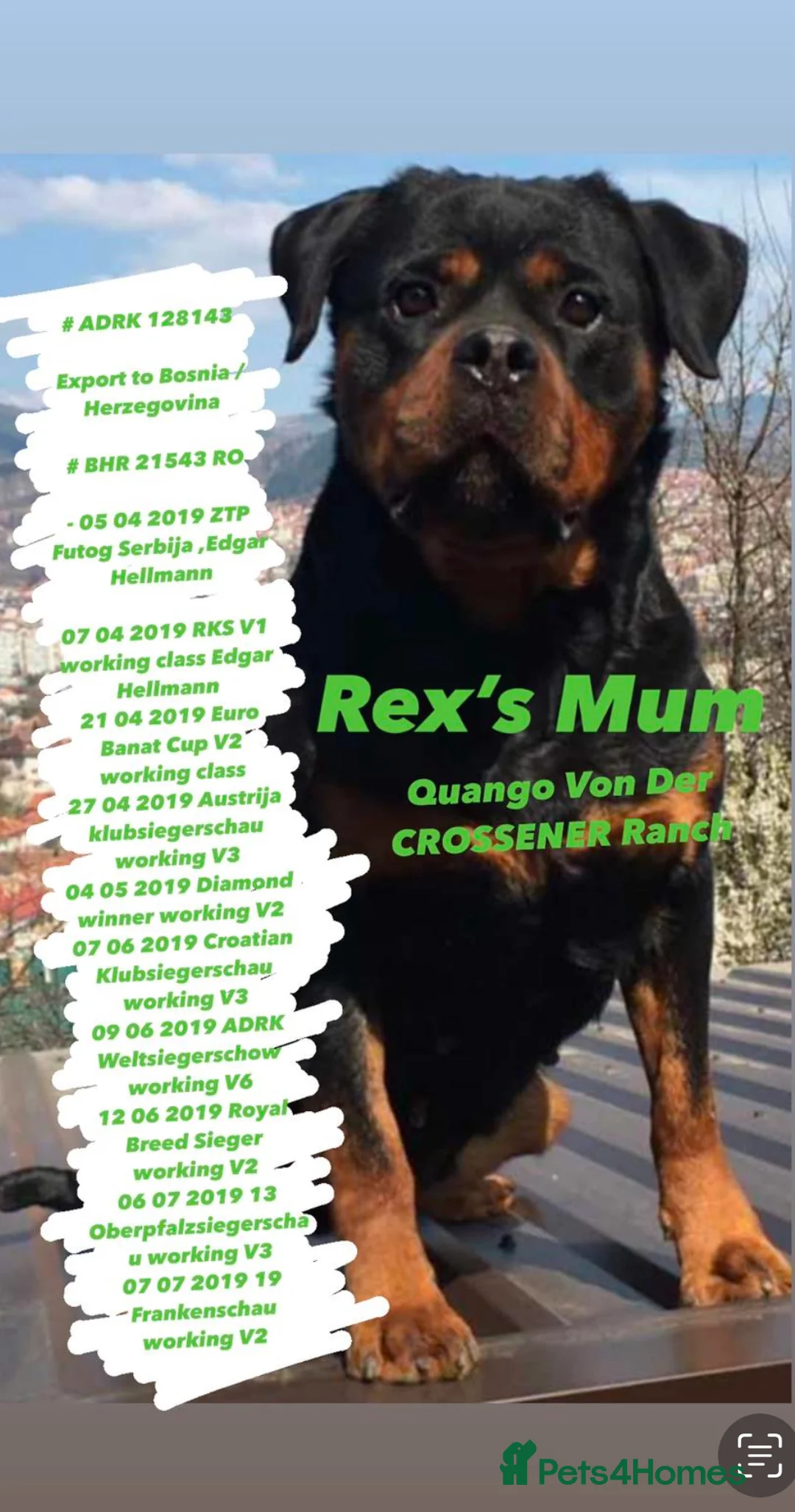 Rottweiler dogs for stud: 22 champions kc Rottweiler stud  in Romford - Advert 7
