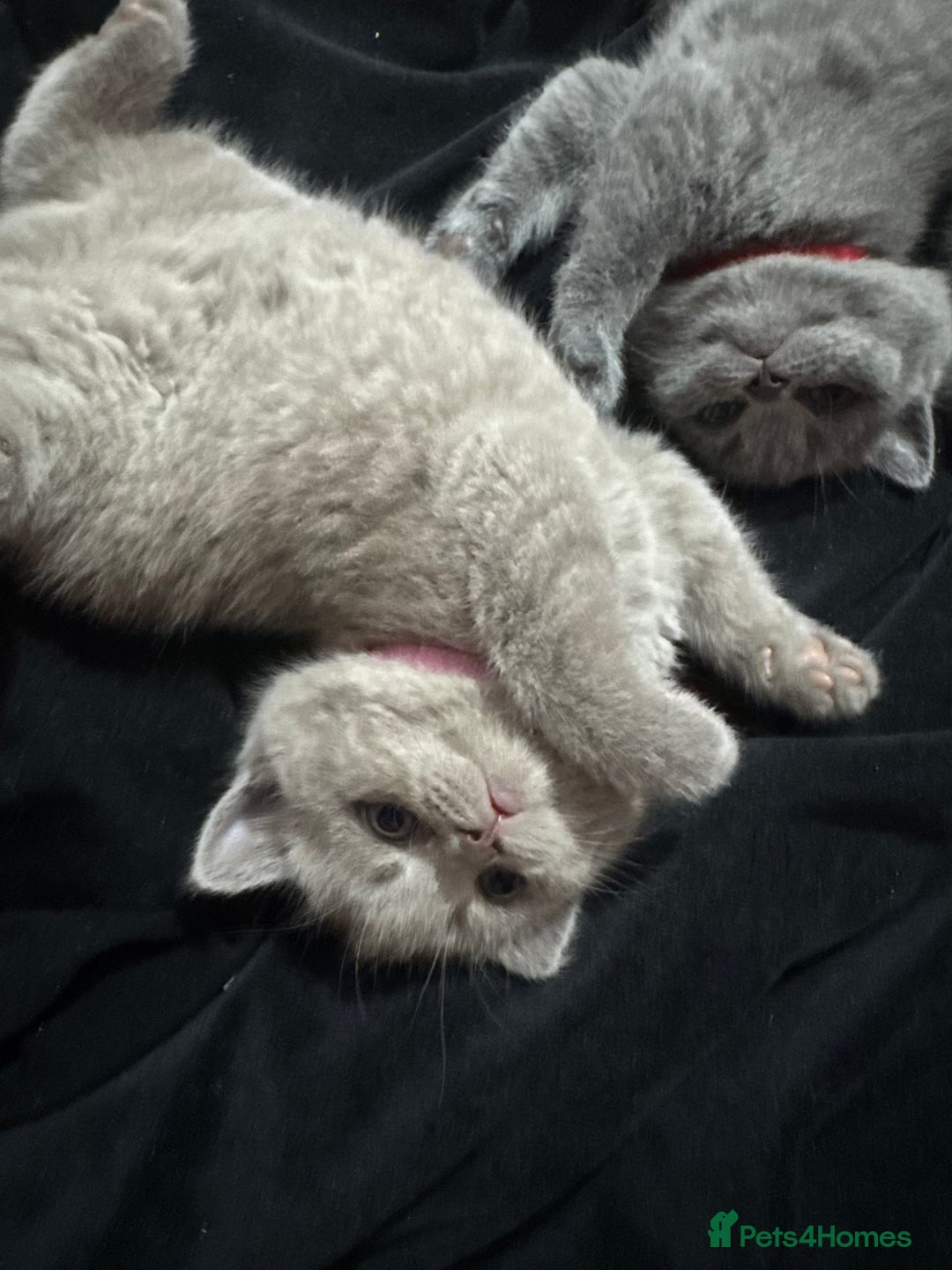 British Shorthair cats for sale: Beautiful British shorthair girl ready now - Advert 9