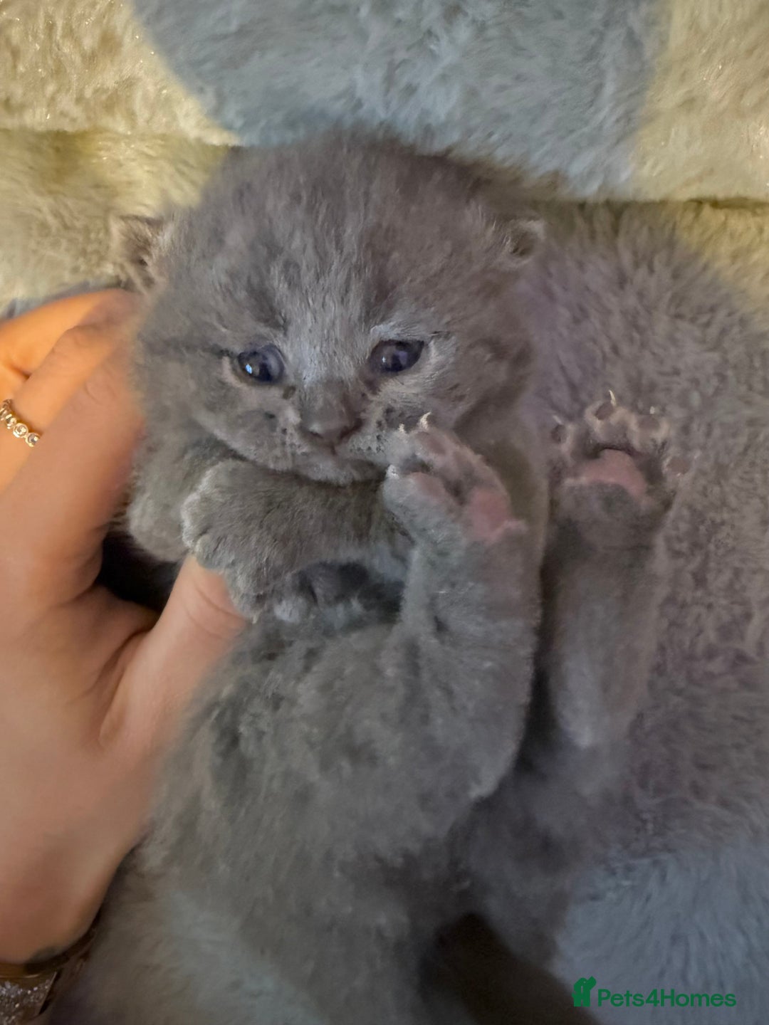 British Shorthair cats for sale: ✨British Shorthair GCCF 5 generation Pedigree✨ - Advert 19