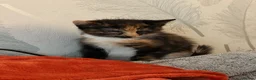 Mixed Breed cats for sale: 2 kittens  in Leicester - Advert 4