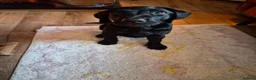 Labrador Retriever dogs for sale: Puppy for sale - Advert 4