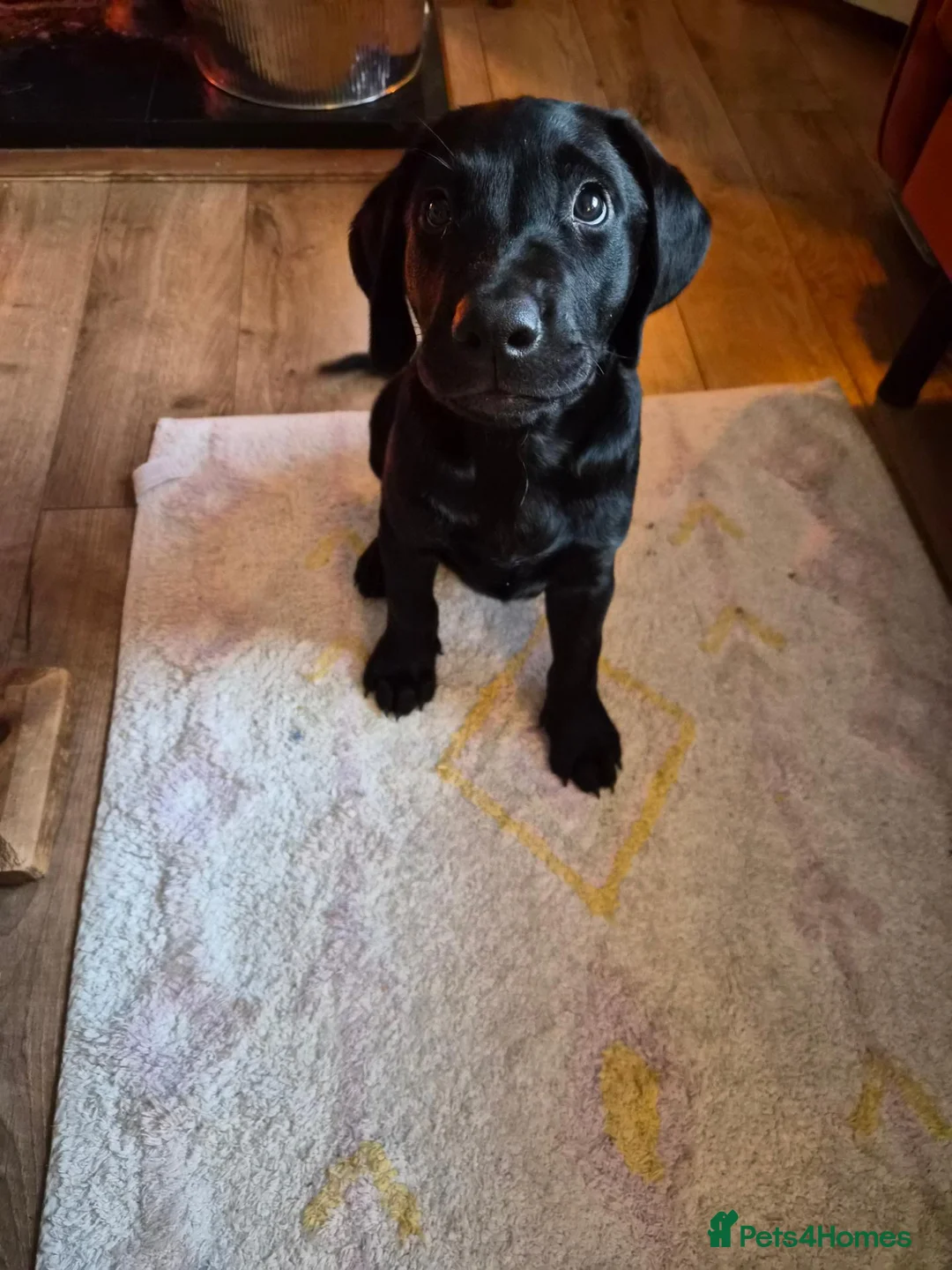 Labrador Retriever dogs for sale: Puppy for sale - Advert 4