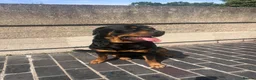 Rottweiler dogs for sale: Beautiful 6yr old Rottie  in London - Advert 3