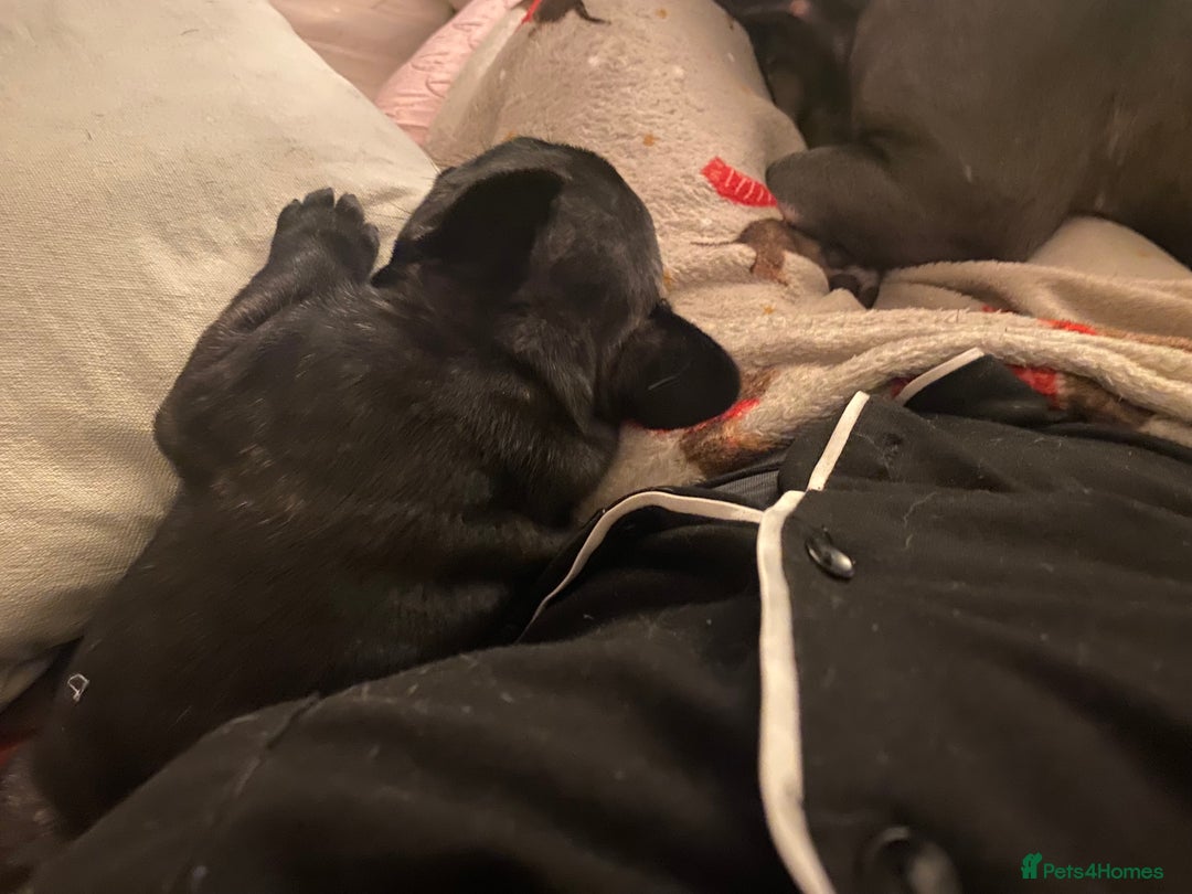 French Bulldog dogs for sale: Adorable male French bulldog puppy ready now - Advert 18