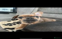 French Bulldog dogs for sale: French bulldog puppies - Image 4