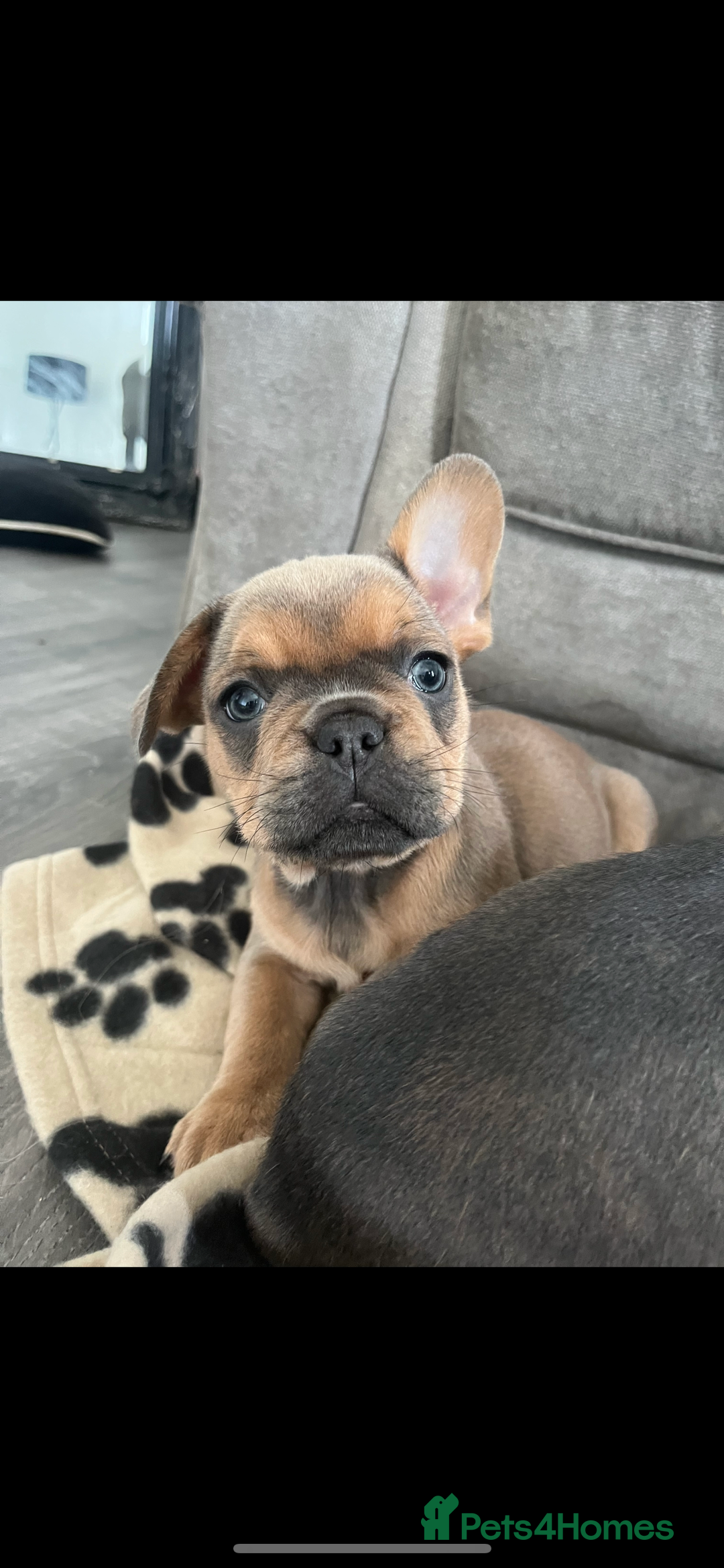 French Bulldog dogs for sale: French bulldog puppies - Image 4