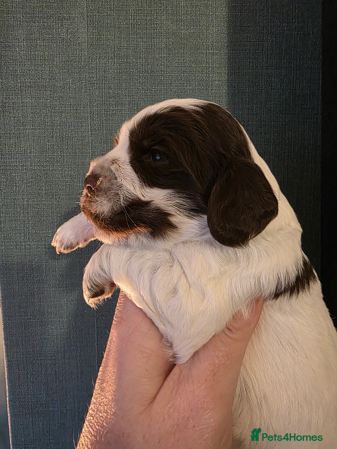 Cocker Spaniel dogs for sale: Choc roan cocker spaniel pups  - Advert 7