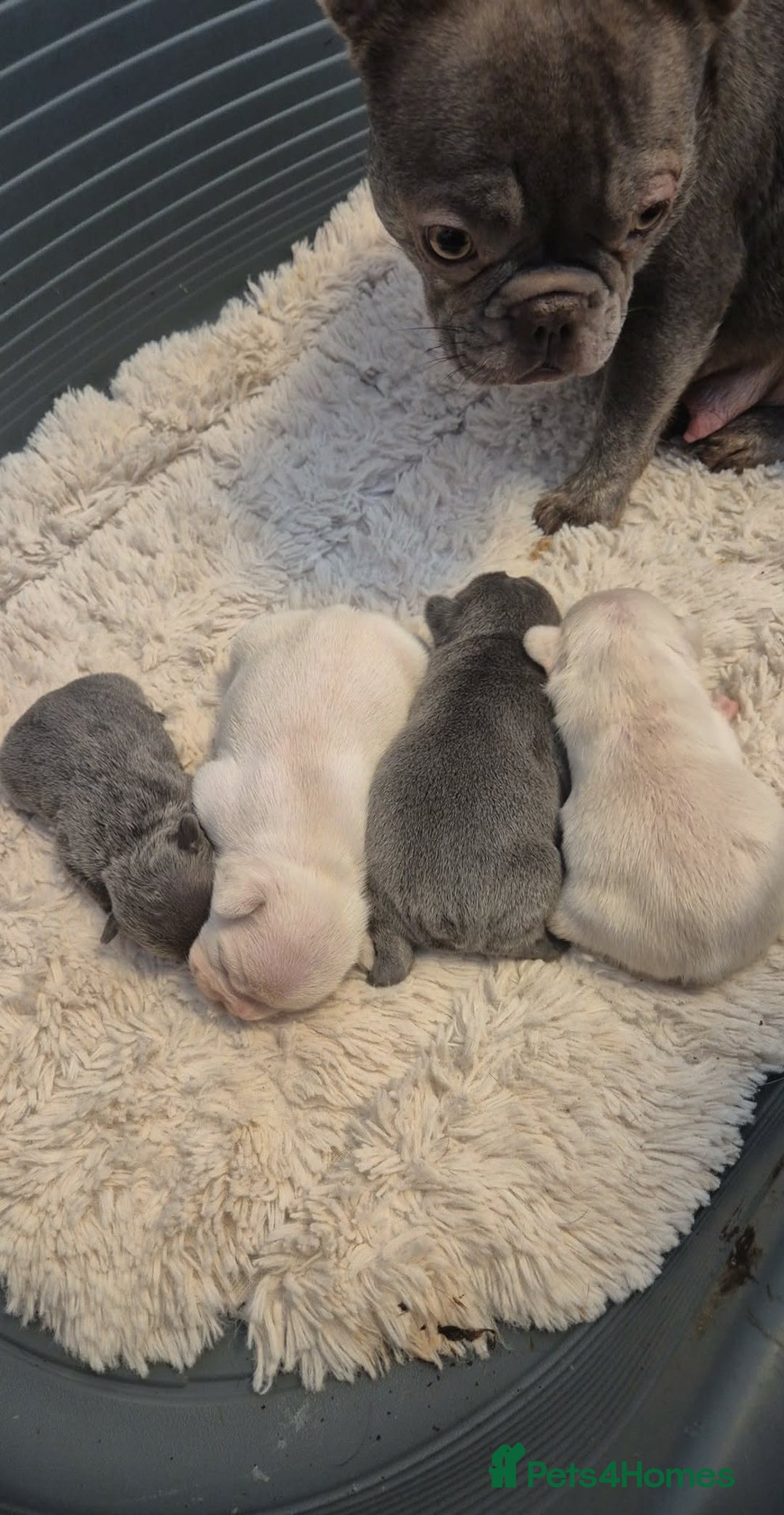 French Bulldog dogs for sale: French Bulldog Puppies  - Advert 1