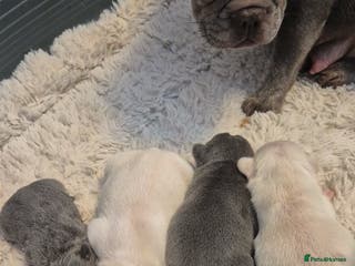 French Bulldog dogs French Bulldog Puppies - Advert 16