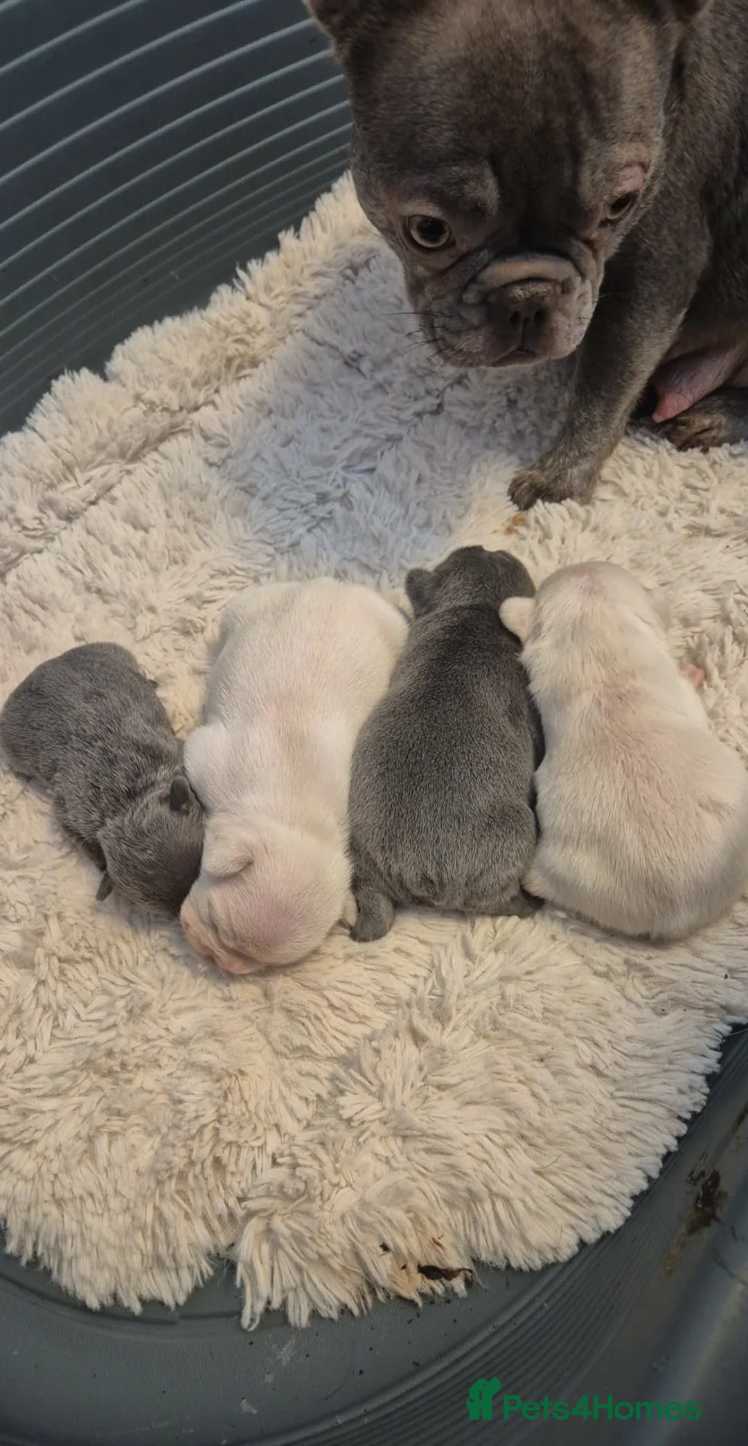 French Bulldog dogs for sale: French Bulldog Puppies  - Advert 2