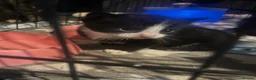 Mixed Breed cats for sale: Kittens  - Advert 4