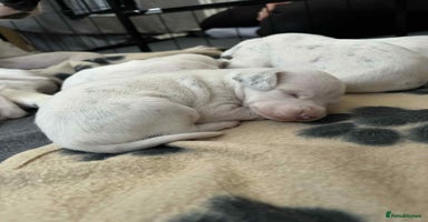 Dalmatian dogs - Advert 3