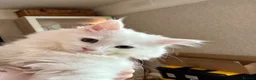 Munchkin cats for sale: Munchkin girls - Advert 11