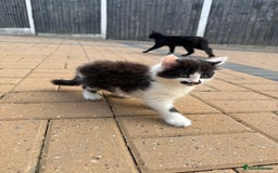Mixed Breed cats for sale: Bengal X Tortoiseshell  - Image 4