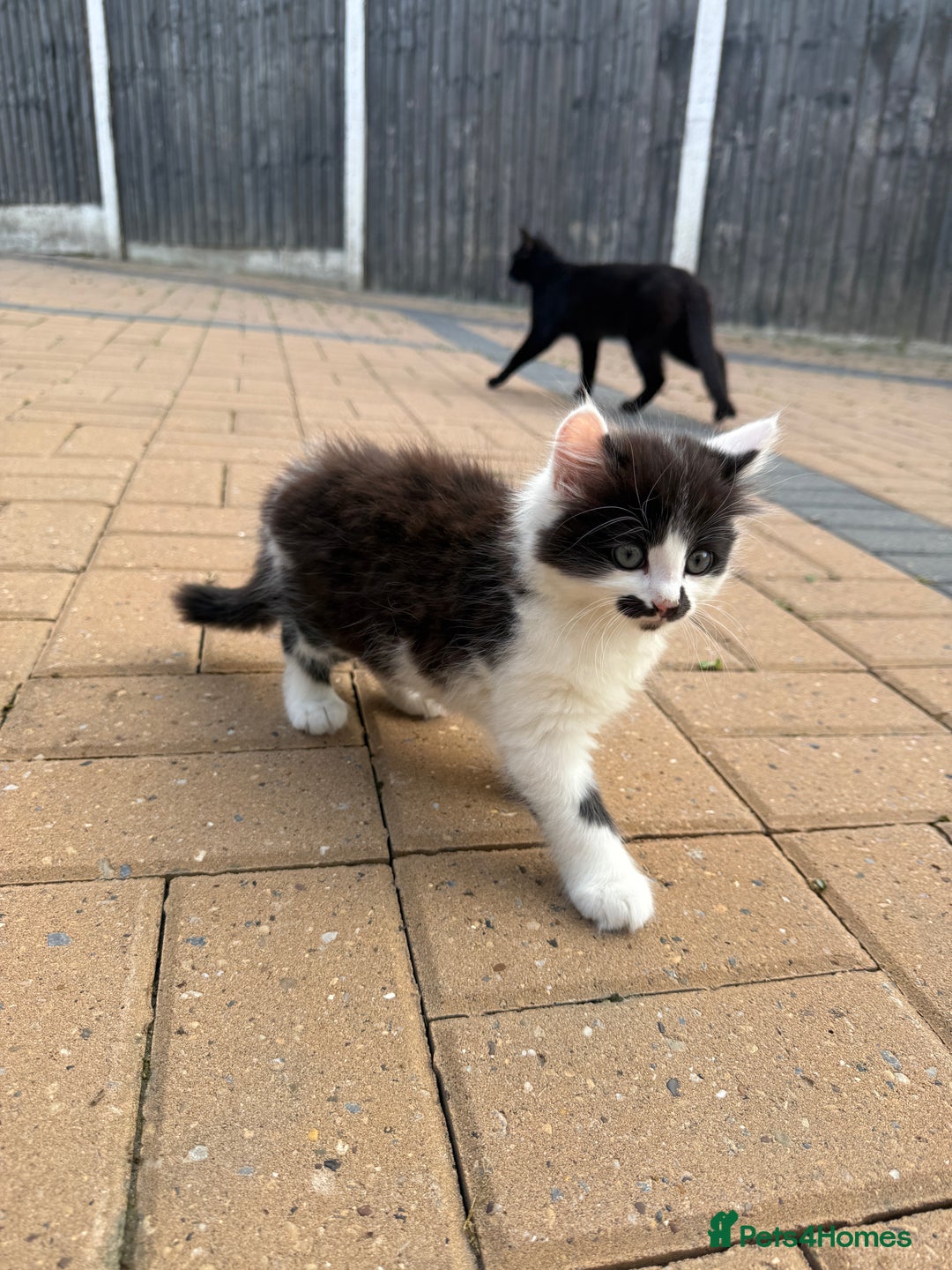 Mixed Breed cats for sale: Bengal X Tortoiseshell  - Image 4