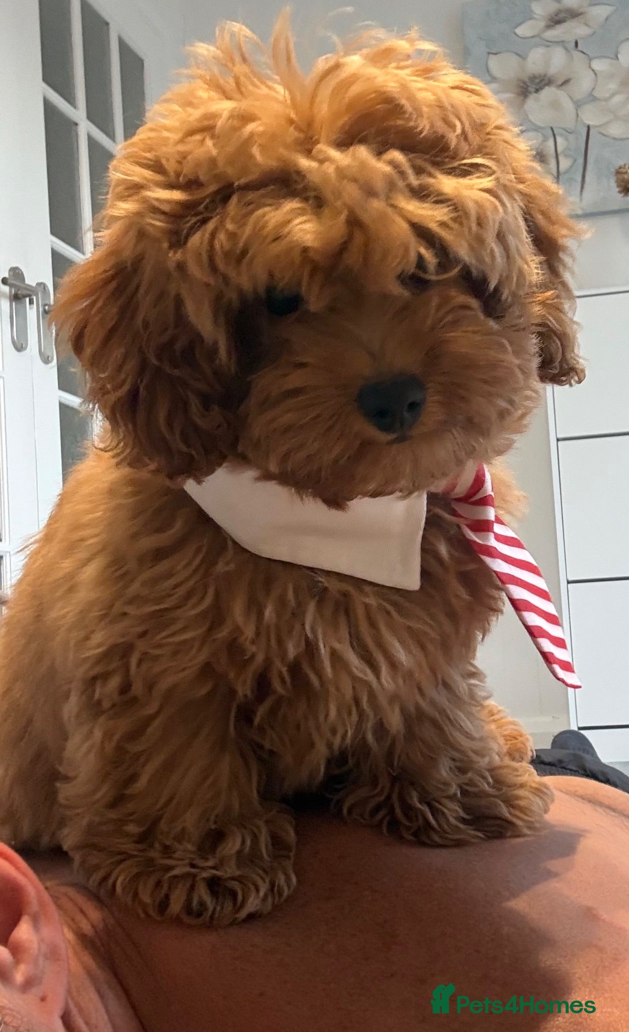 Cavapoo dogs 11/8/26 available CAVAPOO F1BB X ASIAN POODLE - Advert 2