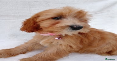 Cavapoo dogs - Advert 2