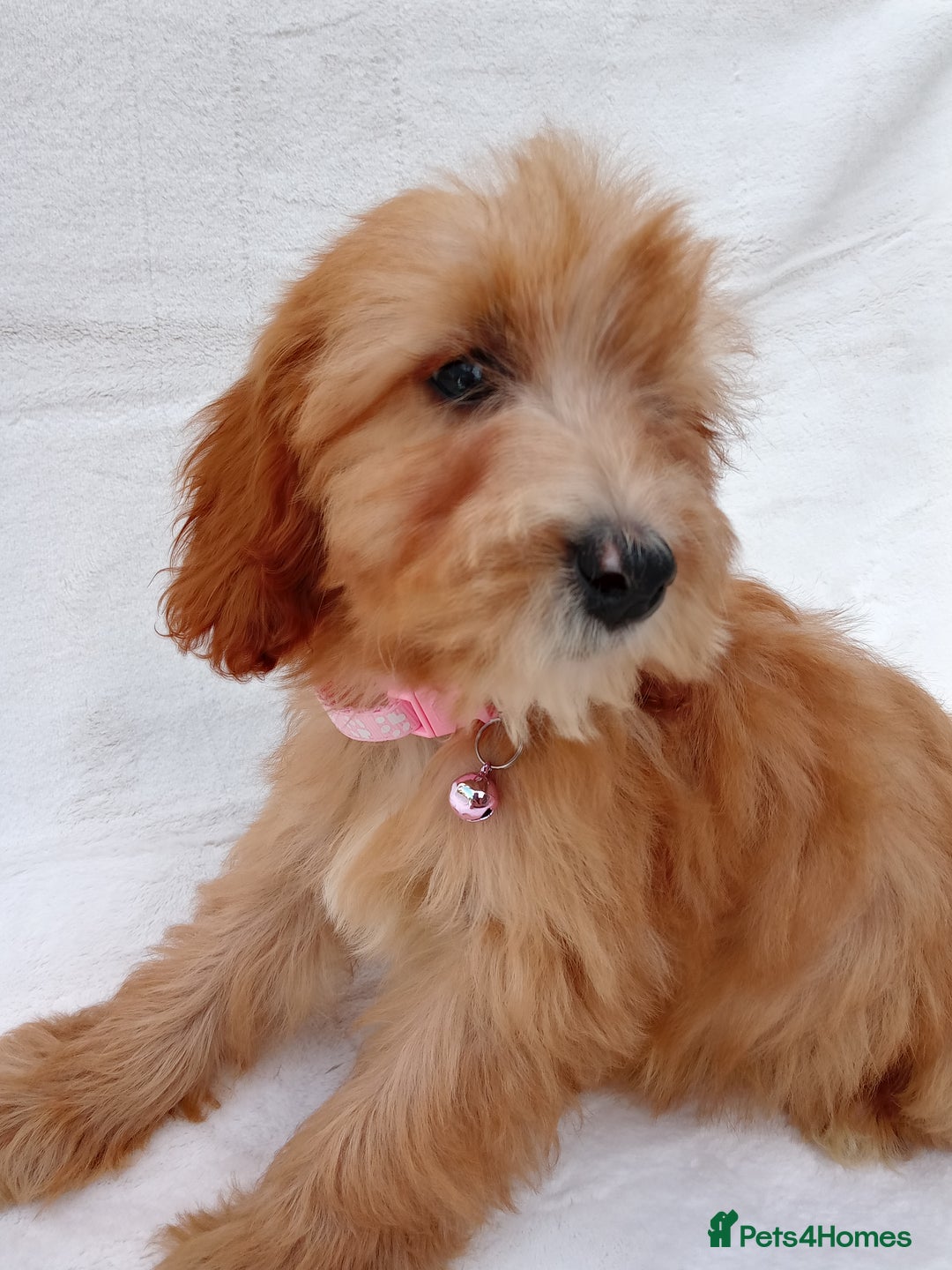 Cavapoo dogs for sale: Cavapoo puppies  - Image 2