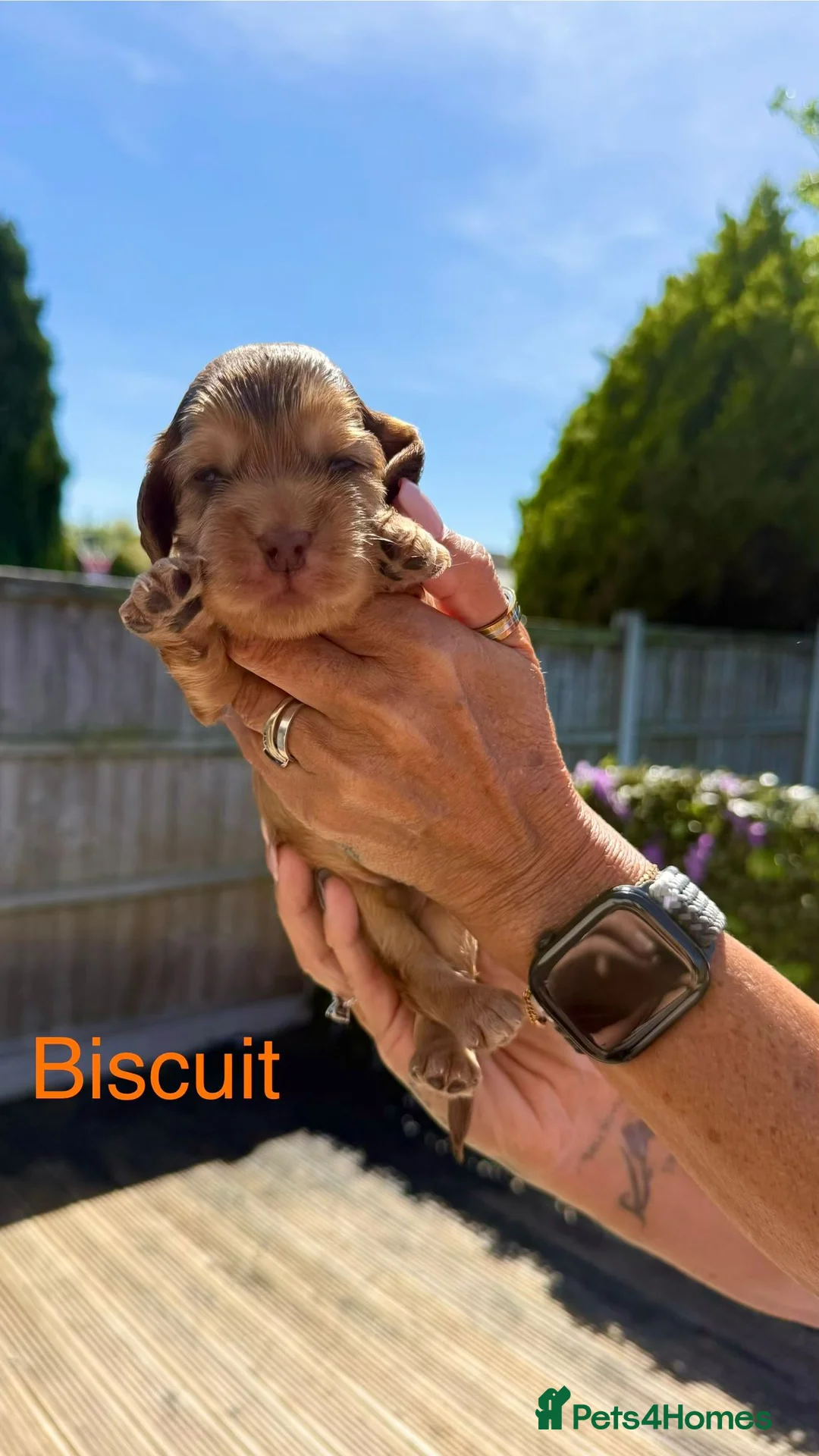 Cocker Spaniel dogs for sale: Stunning Show Cocker Spaniel Puppies - Advert 2