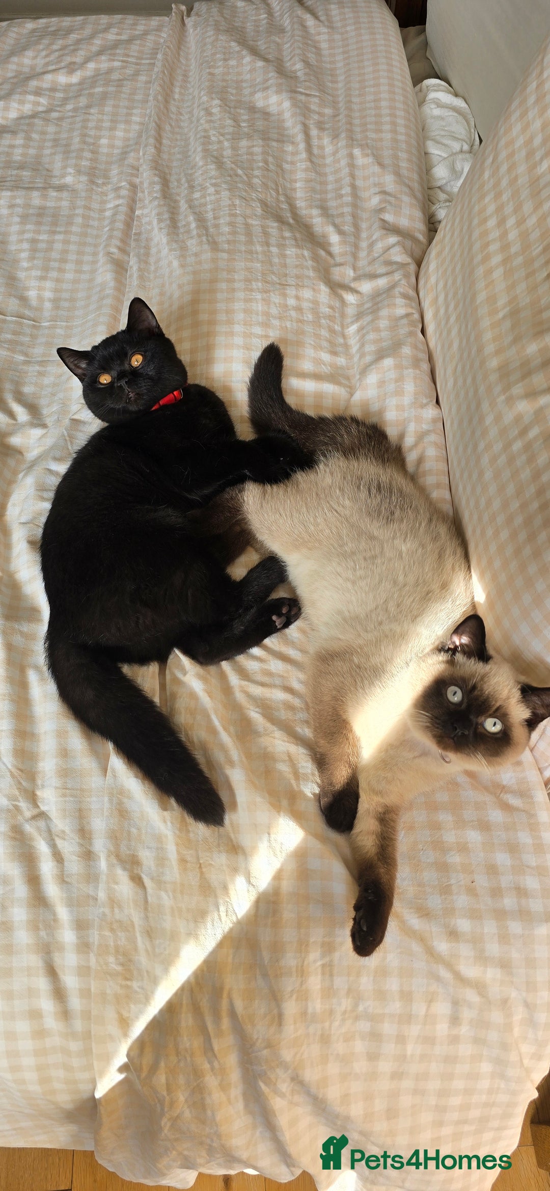 British Shorthair cats for sale: British Shorthair kittens  - Image 20