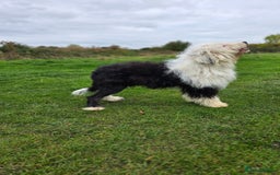 Old English Sheepdog dogs for sale: Beautiful girl for sale - Image 2