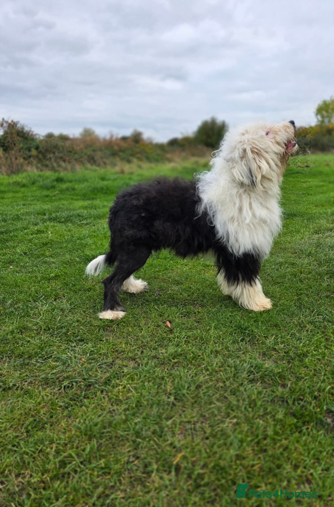 Old English Sheepdog dogs for sale: Beautiful girl for sale - Image 2