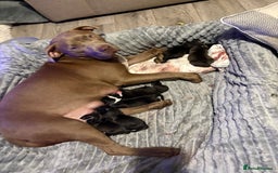 Mixed Breed dogs for sale: Beautiful 8 week old pups  - Advert 6