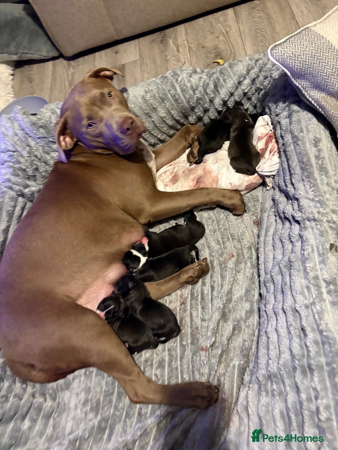 Mixed Breed dogs for sale: Beautiful 8 week old pups  - Advert 6