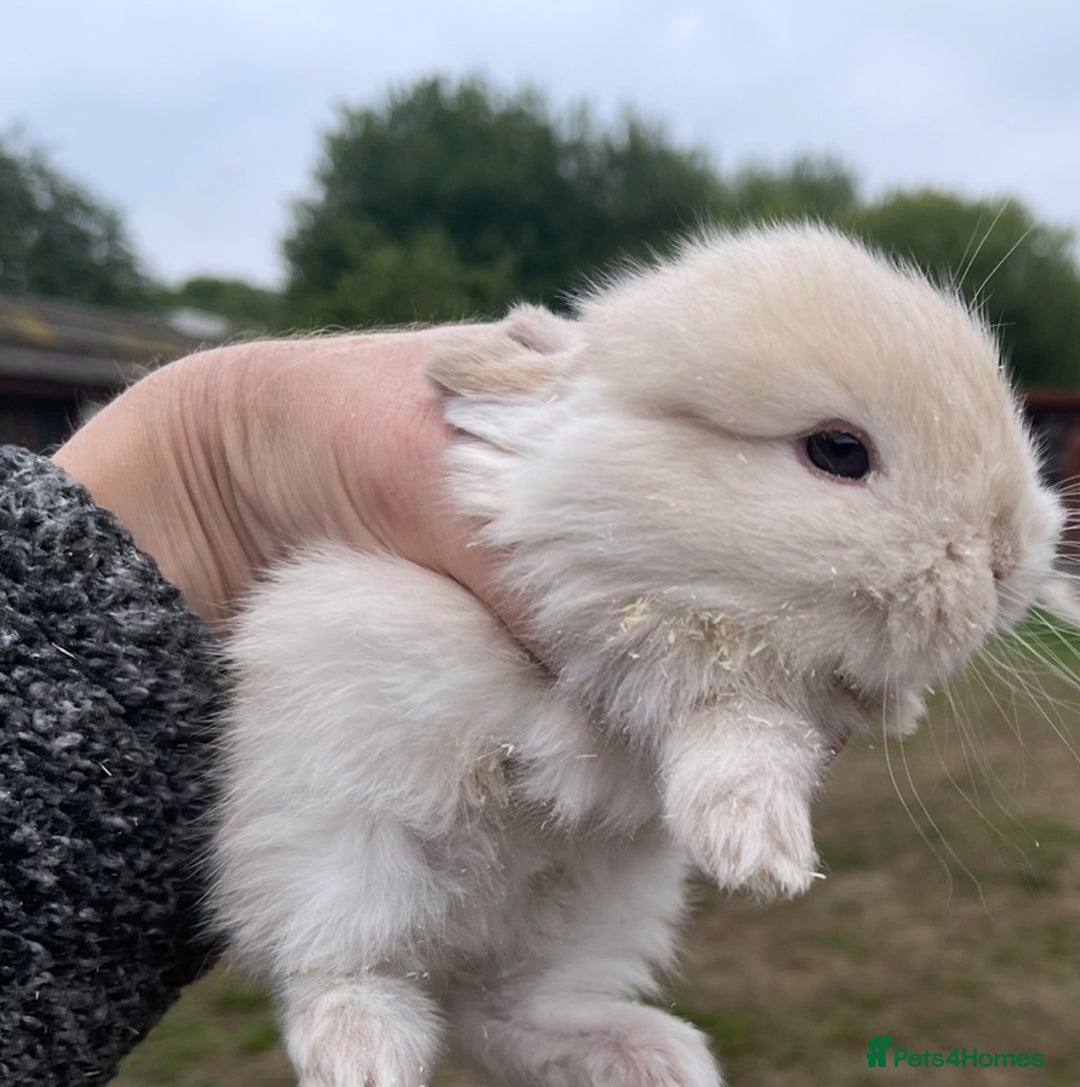 Mini Lop rabbits for sale: Baby mini lops ready to reserve !! - Image 33