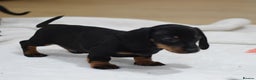 Miniature Dachshund dogs for sale: 🌟Gorgeous Miniature Dachshunds🌟 - Advert 27