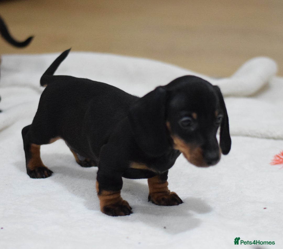 Miniature Dachshund dogs for sale: 🌟Gorgeous Miniature Dachshunds🌟 - Advert 27