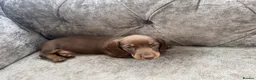 Miniature Dachshund dogs for sale: Tan Miniature dachshunds  - Advert 5