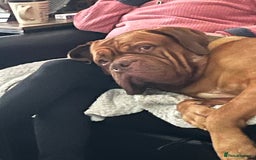 Dogue De Bordeaux dogs for stud: Dogue de Bordeaux For stud Enzo  - Image 12