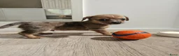 Chiweenie dogs for sale: Chiweenie  - Advert 5