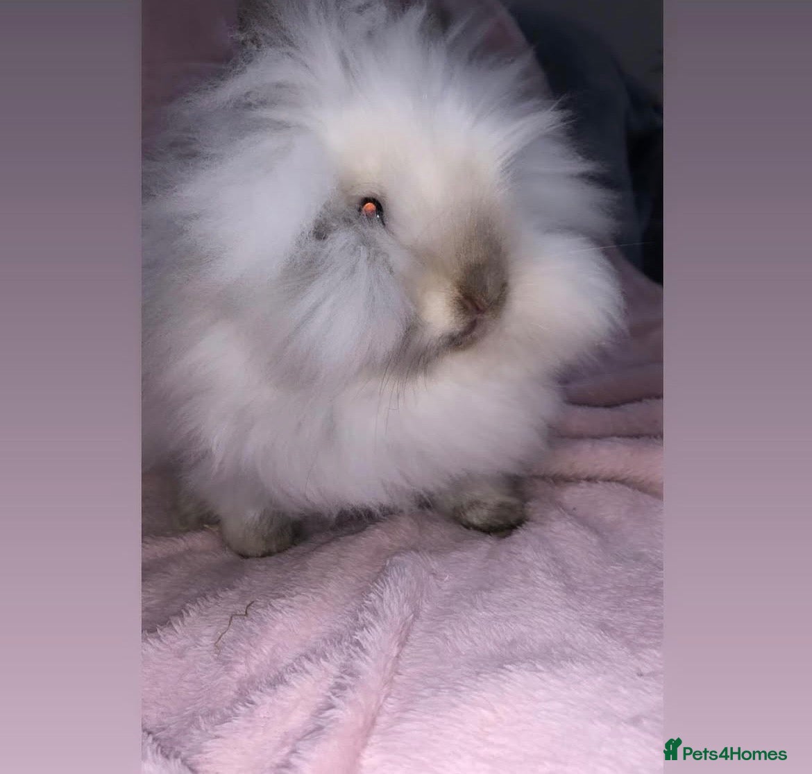 Lionhead rabbits Lionhead Doe  - Advert 1