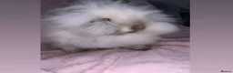 Lionhead rabbits for sale: Lionhead Doe  - Advert 1