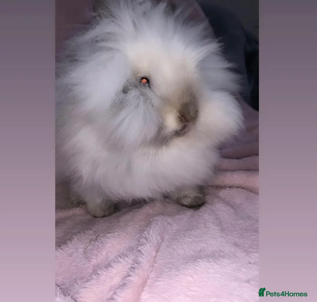 Lionhead rabbits for sale: Lionhead Doe  - Advert 1