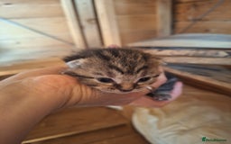 Mixed Breed cats for sale: 6x Mixed breed kittens - Image 2