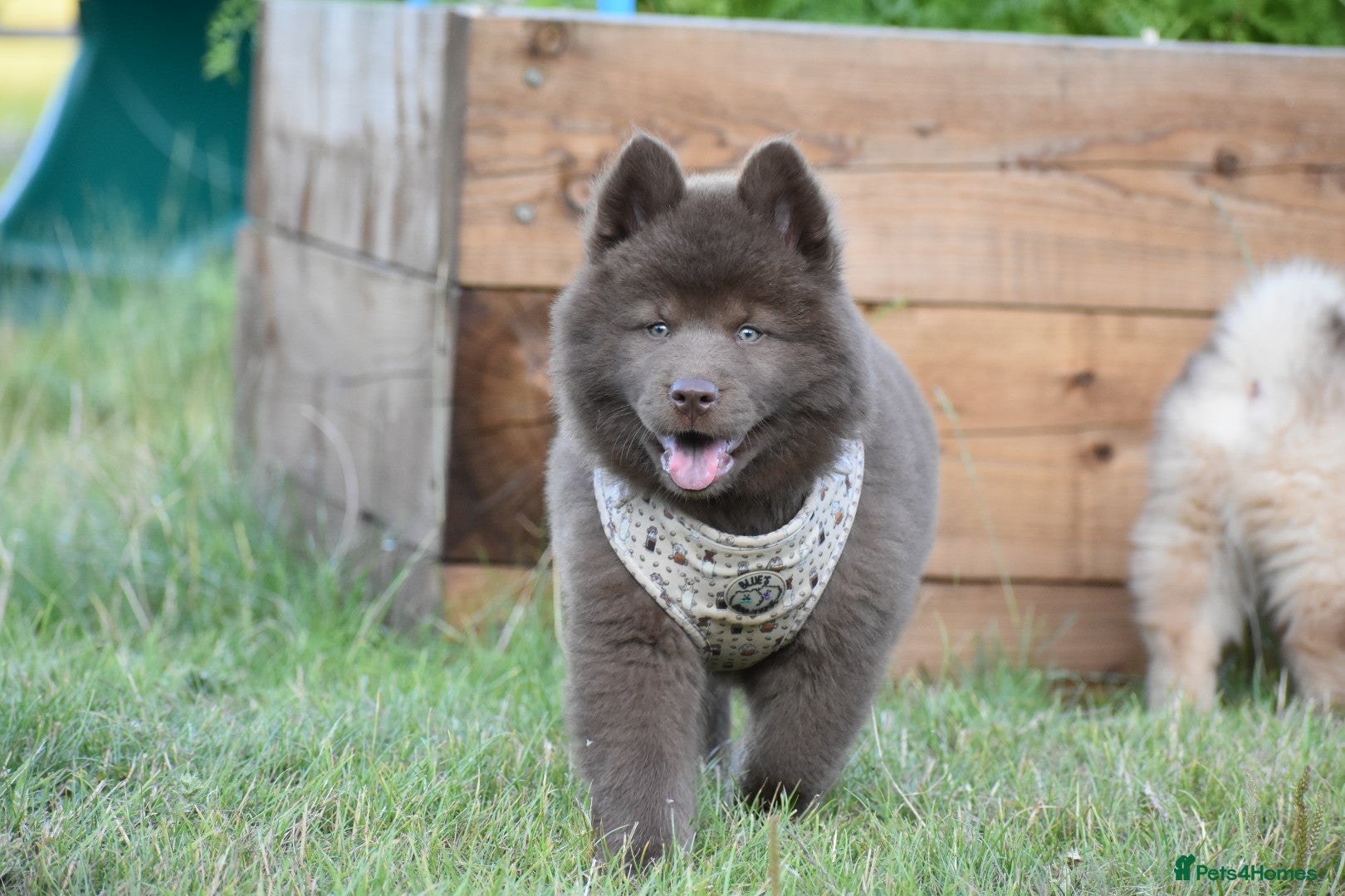 Chow Chow dogs Genuine chowski puppies  - Advert 2