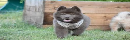 Chow Chow dogs for sale: Genuine chowski puppies  - Advert 8