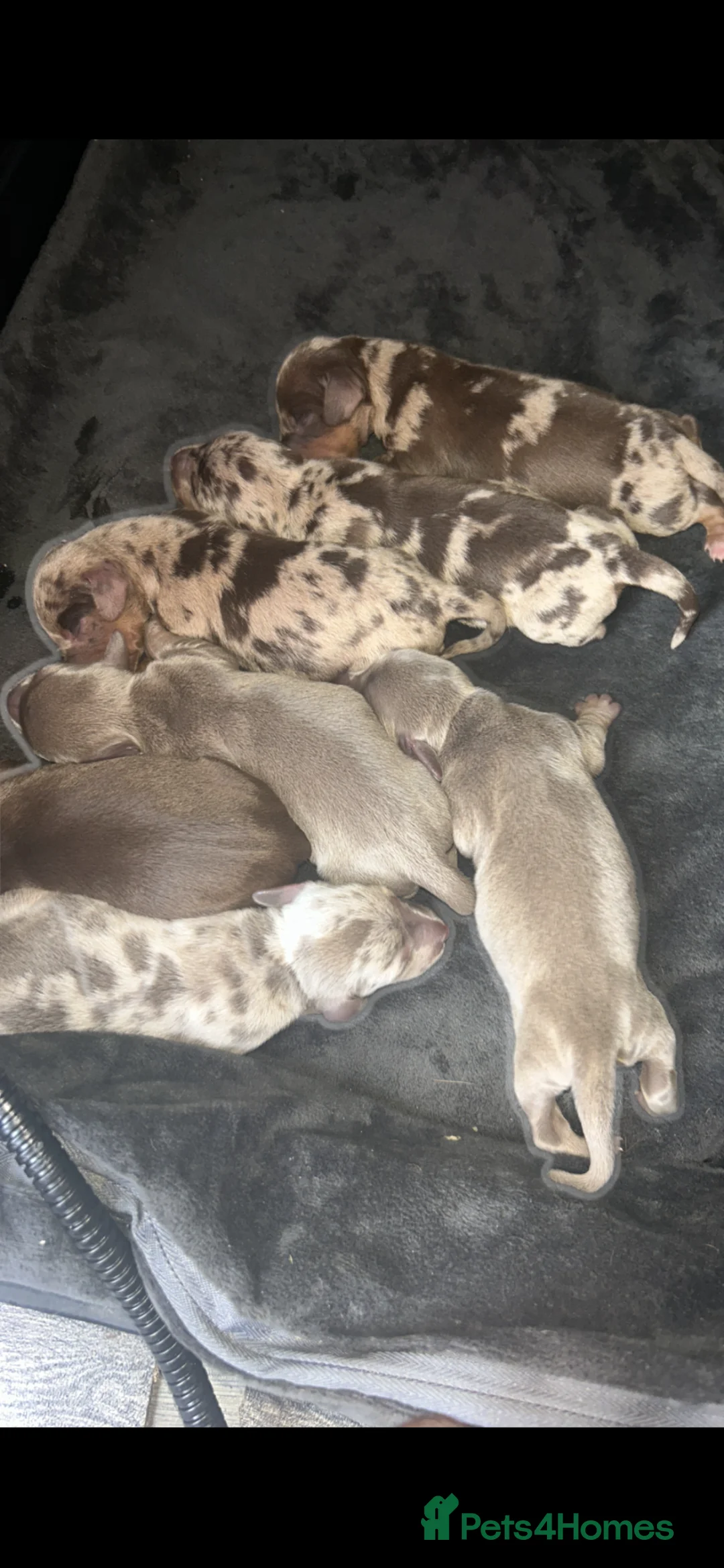 Dachshund dogs for sale: Miniature dachshund  in Brierley Hill - Advert 18