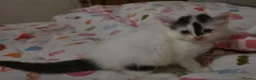 Mixed Breed cats for sale: Adorable Fluffy kittens  - Advert 3