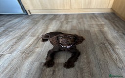 Cocker Spaniel dogs for sale: Chocolate cocker spaniel  - Image 3
