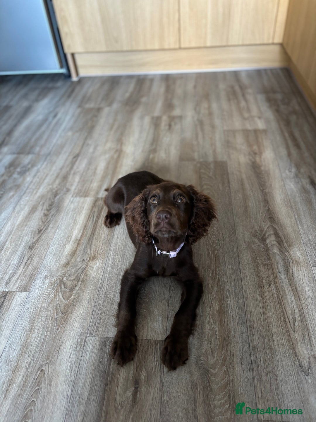 Cocker Spaniel dogs for sale: Chocolate cocker spaniel  - Image 3