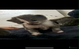 Domestic Shorthair cats for sale: 3 x female kittens  - Image 7